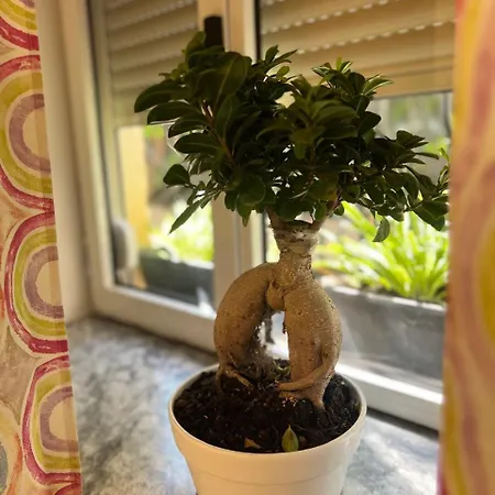 Elia Apartament *